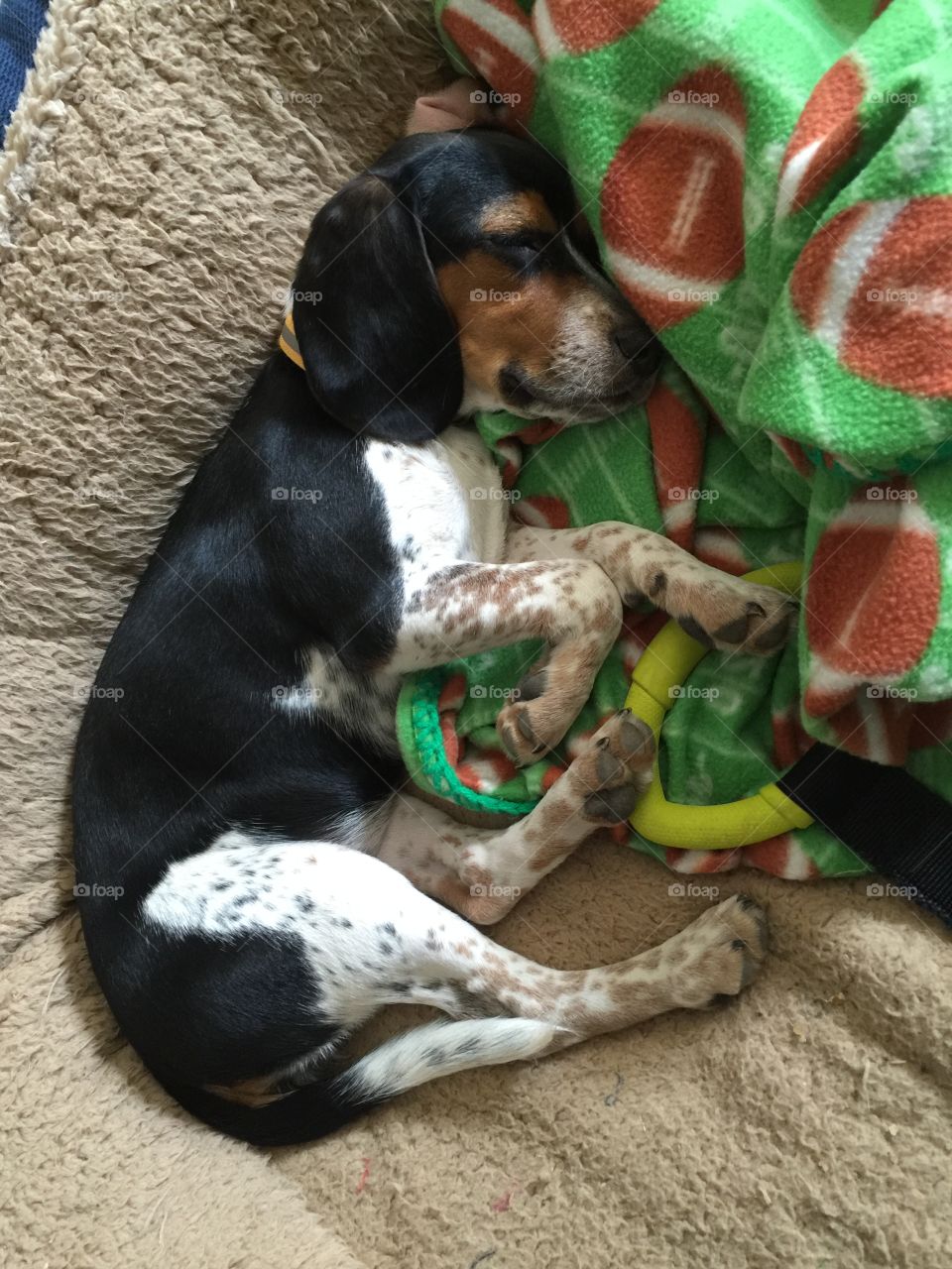My little Oreo pup in the big bed 