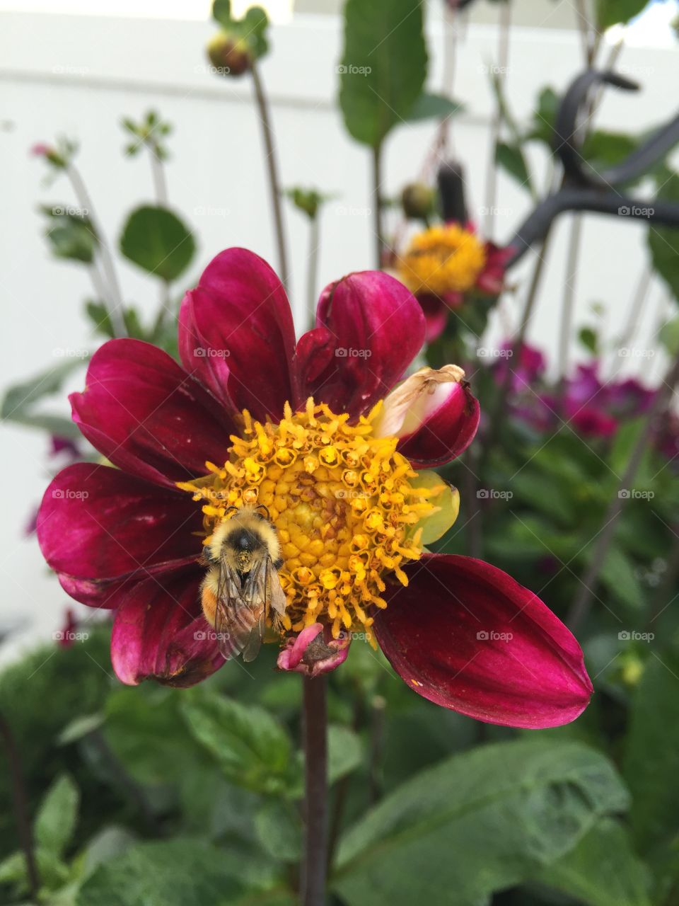 Extreme close up of honey bee on beautiful burgundy dahlia. 