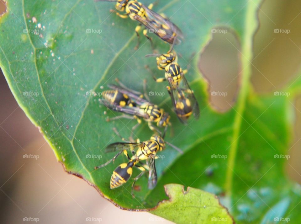 Hornets on leaf