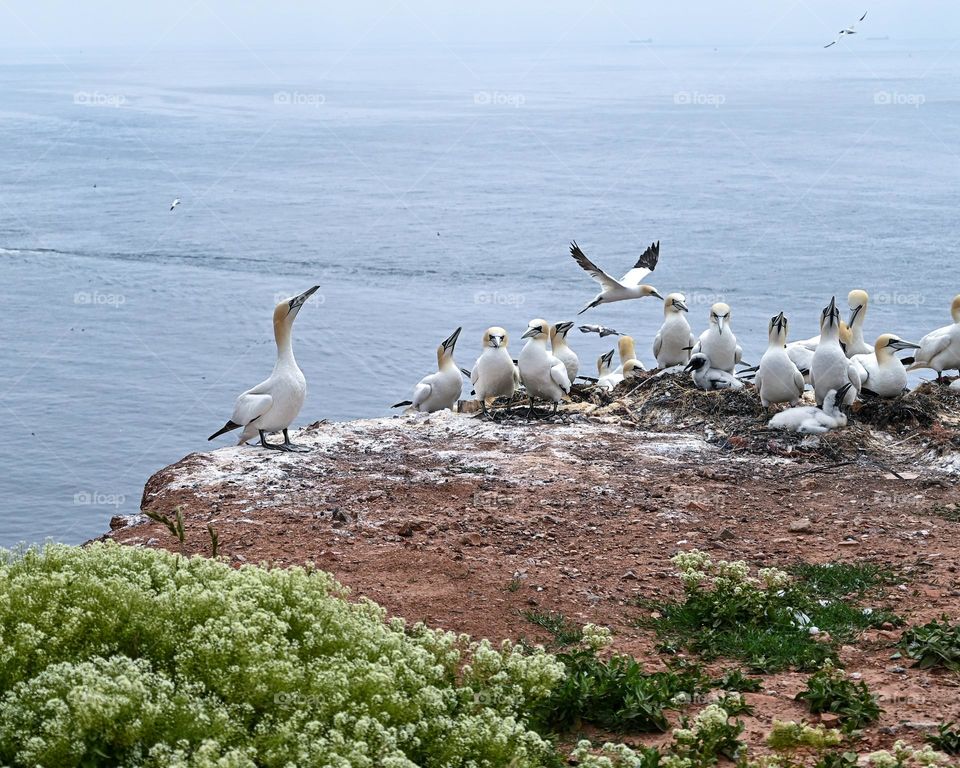 aves en el paraíso