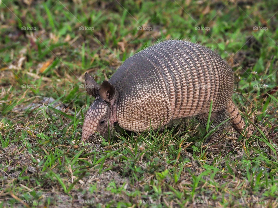 Armadillo 