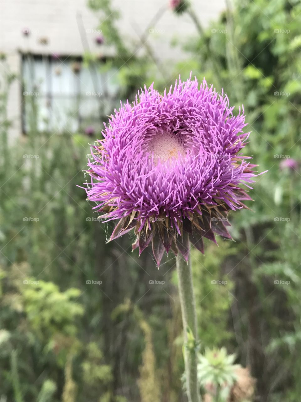 Thistle in bloom