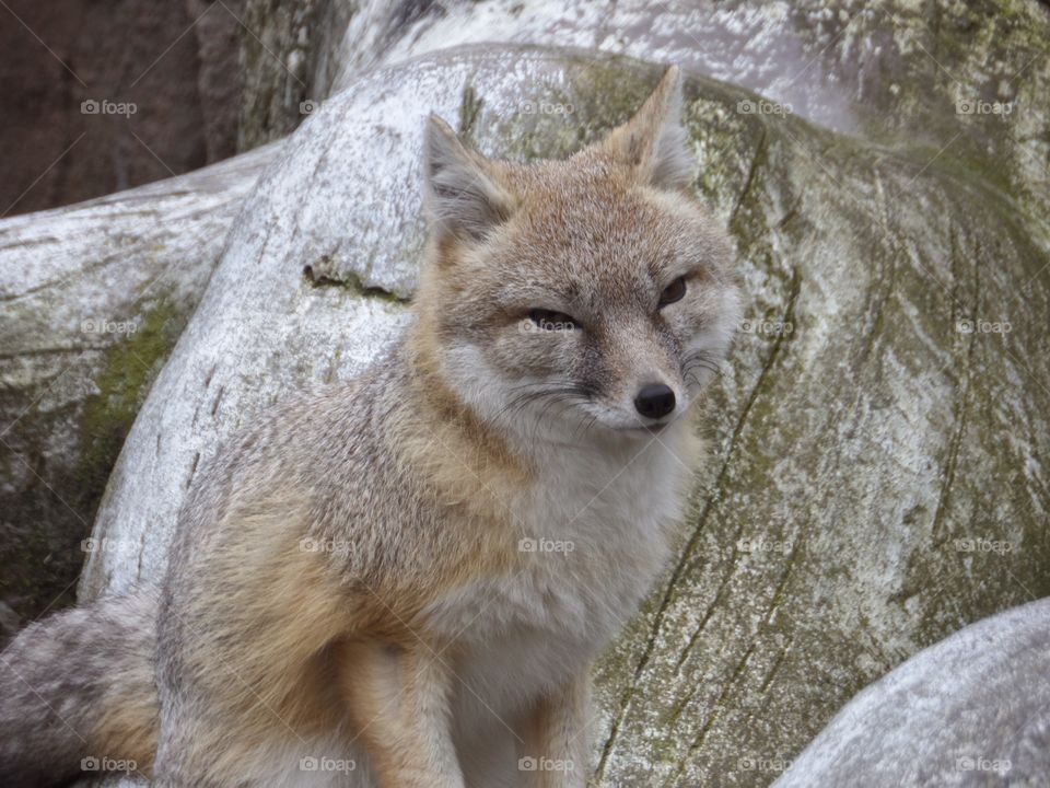 Swift fox. The swift fox (Vulpes velox) is a small light orange-tan fox around the size of a domestic cat found in the western grasslands of North America.