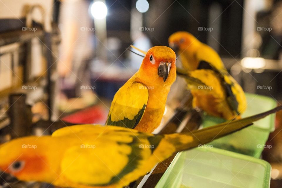 Parrots in Bangkok 