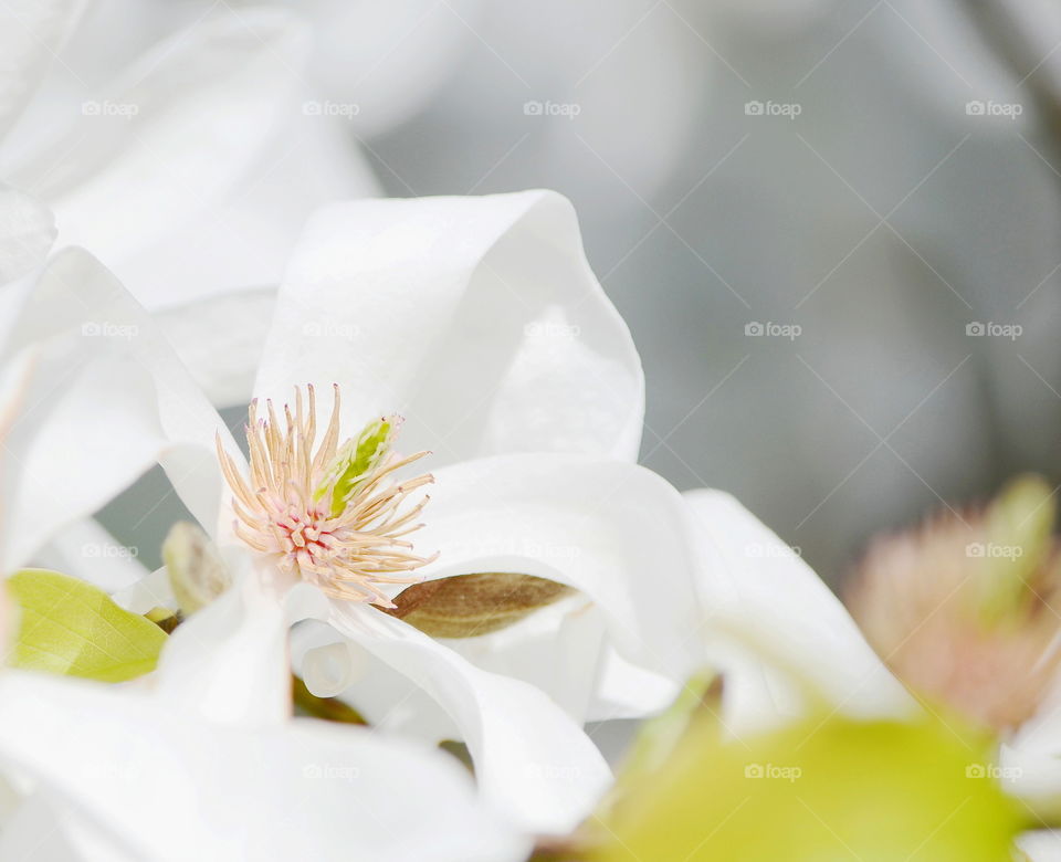 magnolia blossom