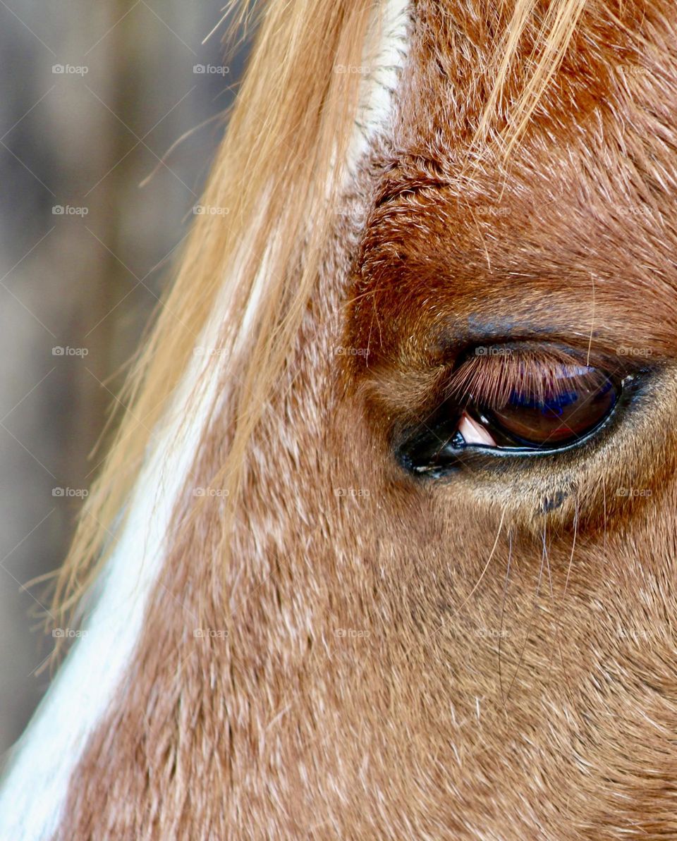 Closeup of beautiful brown horse