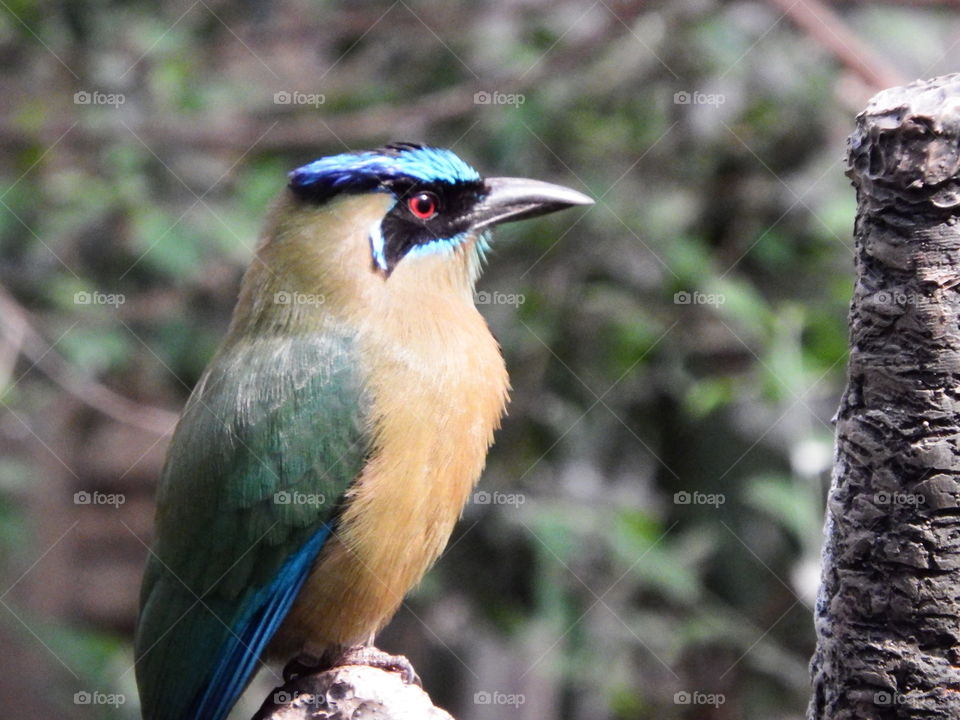 Bird at National Zoo