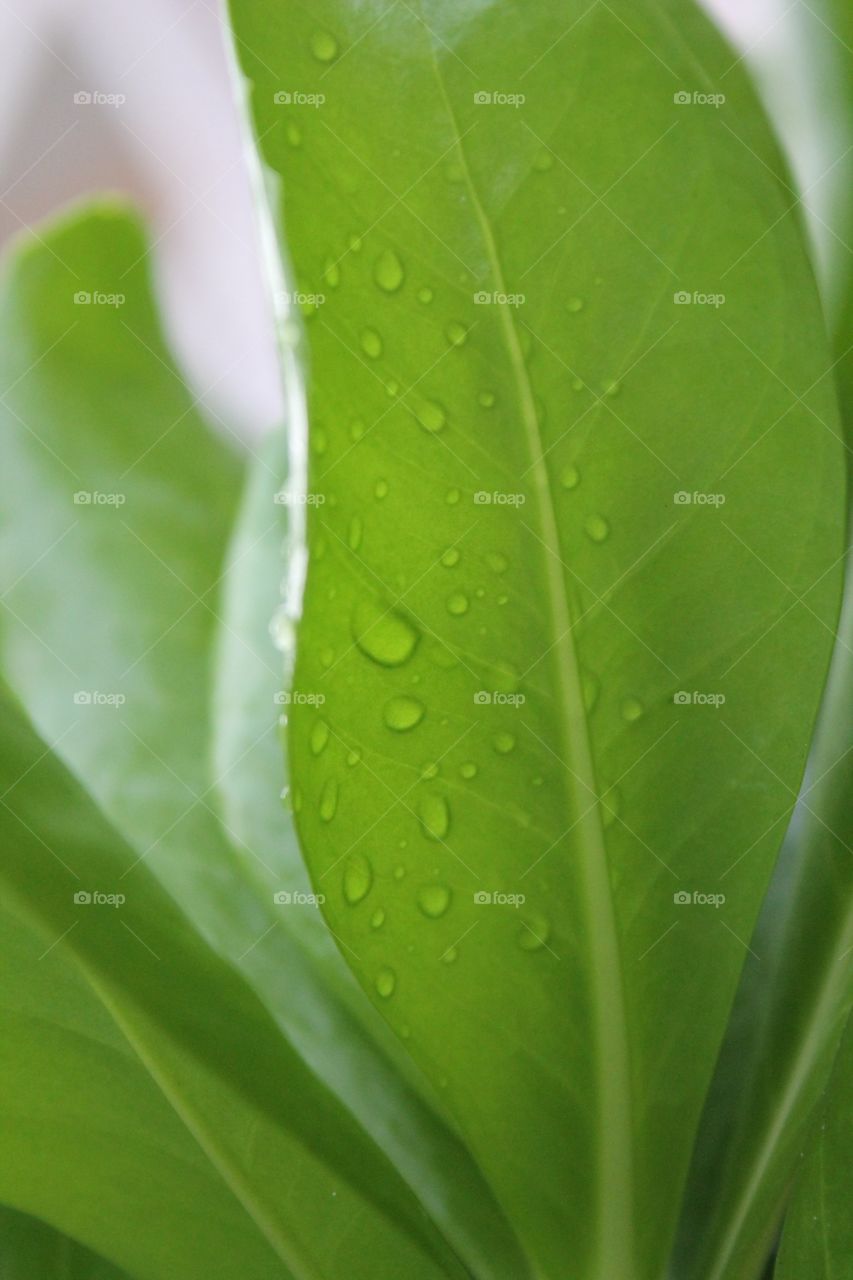 Palm tropical leaf wet from rain