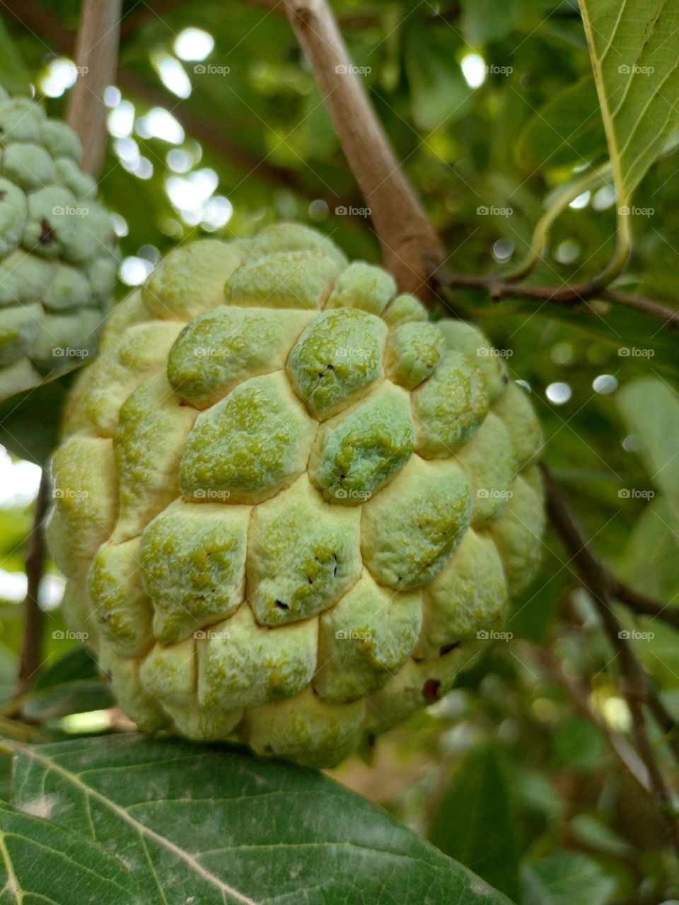 Custard Apple