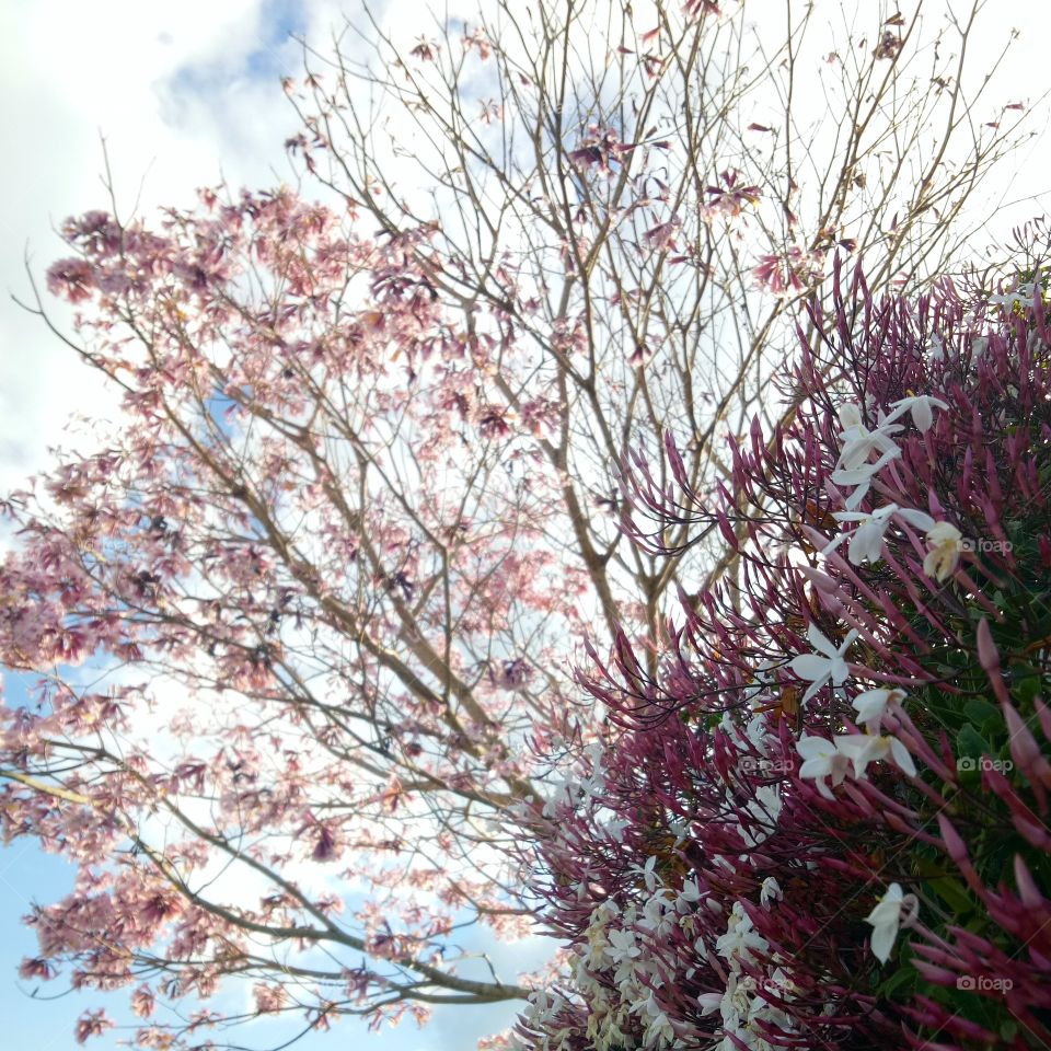 Sweet Jasmine vine and the cherry blossom tree