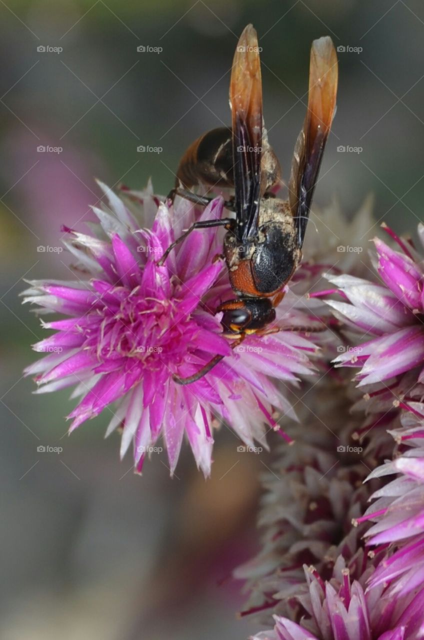 insect and flower