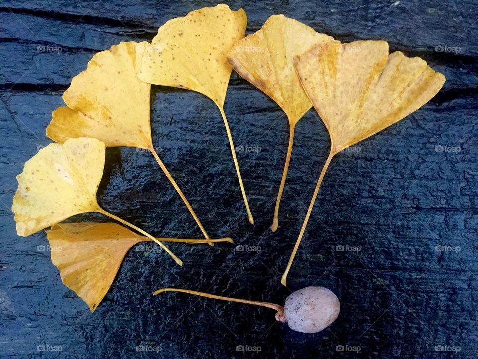 Ginko biloba leaves and fruits