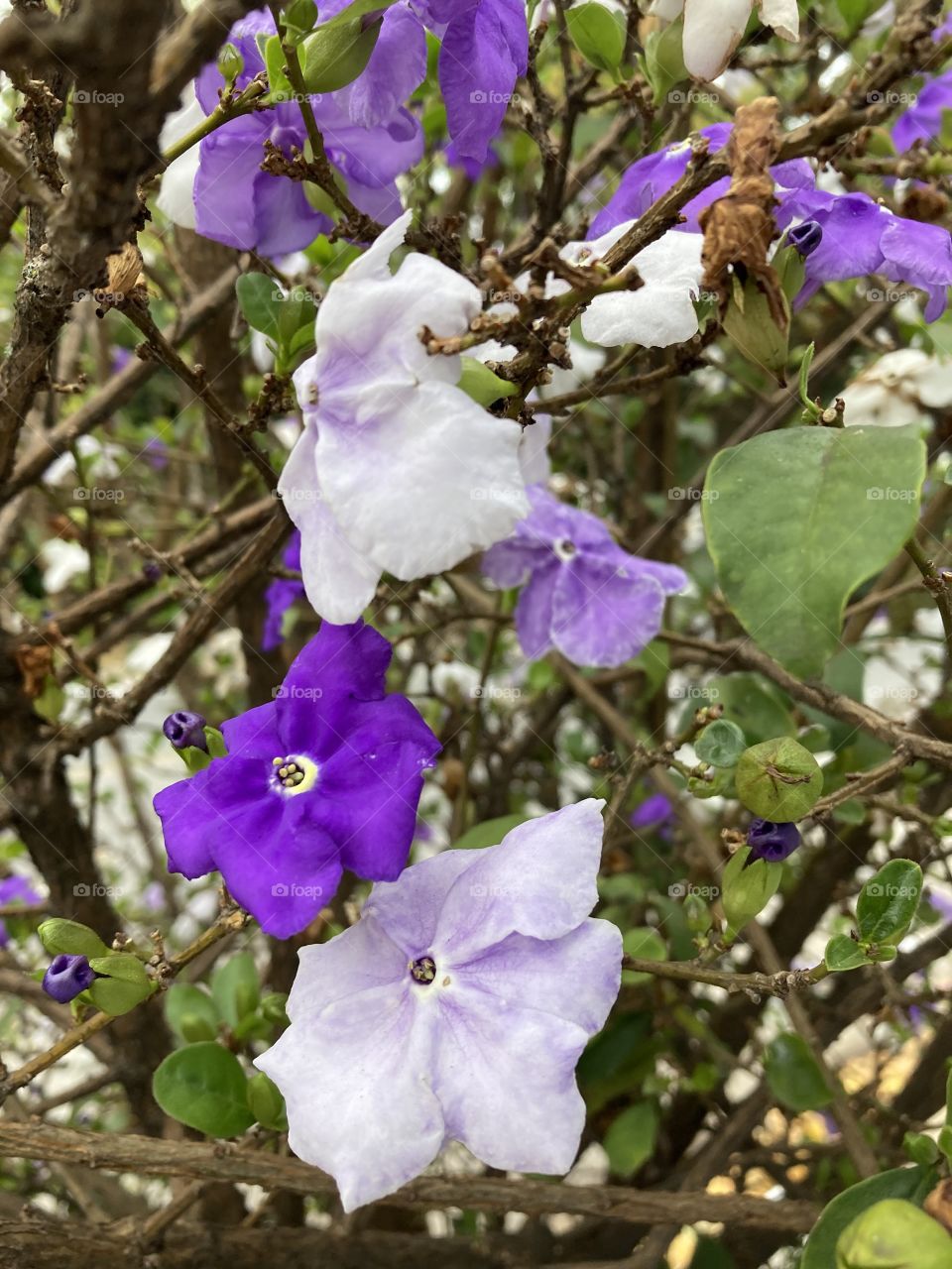 🇺🇸 In the same branch, the Manacá he allows lilac, purple and white flowers. What is nature! / 🇧🇷 Num mesmo ramo, o Manacá ele permite flores lilás, roxa e branca. O que é a natureza!