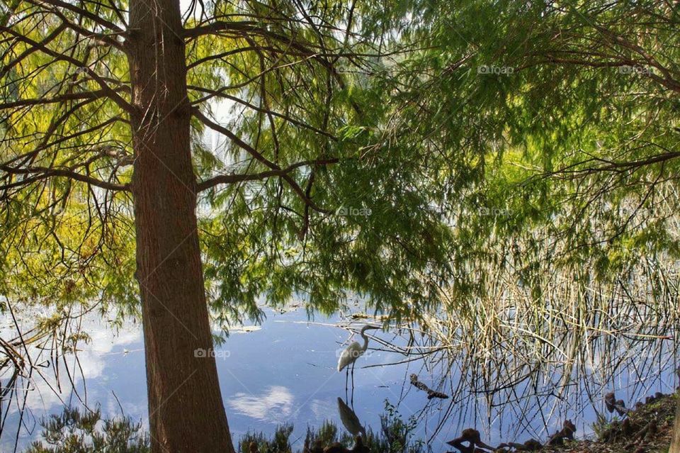 A bird in the water. A lake found on a hike in Orlando Florida. 