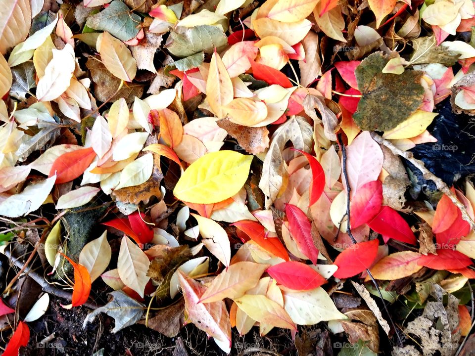 Leaf, Nature, Fall, Closeup, Flora