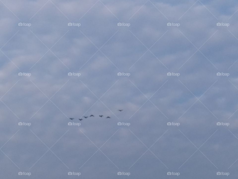 This birds flying in the sky