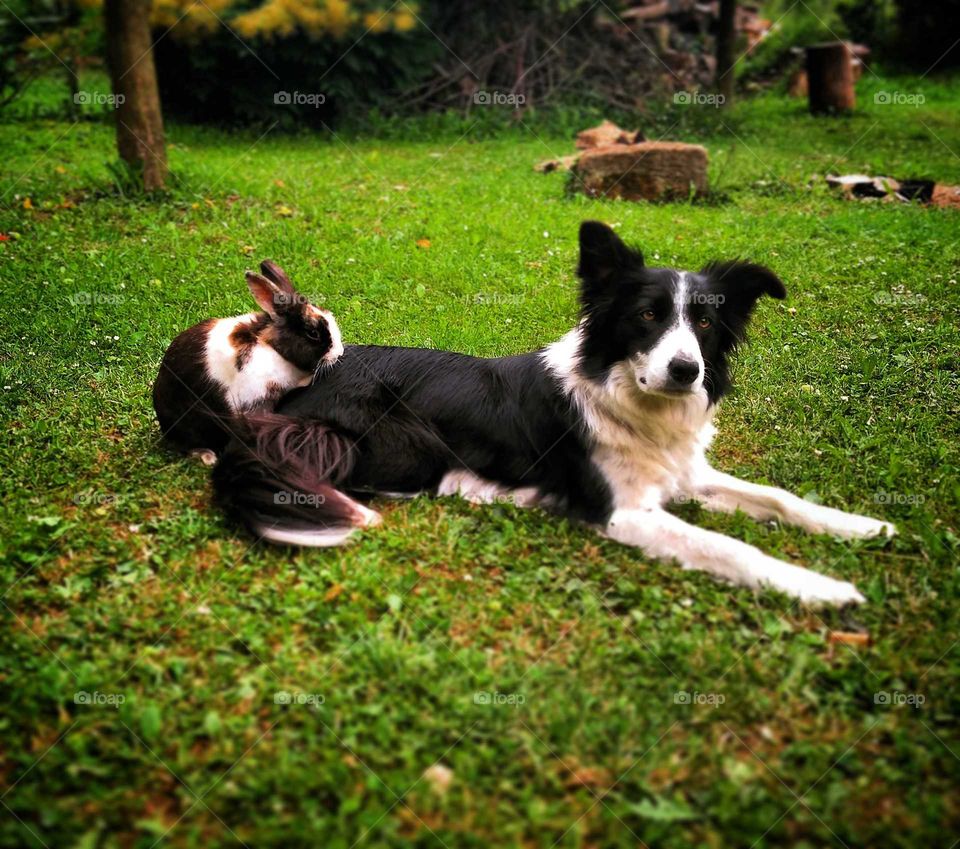 unusual friendship of Border Collie and rabbit