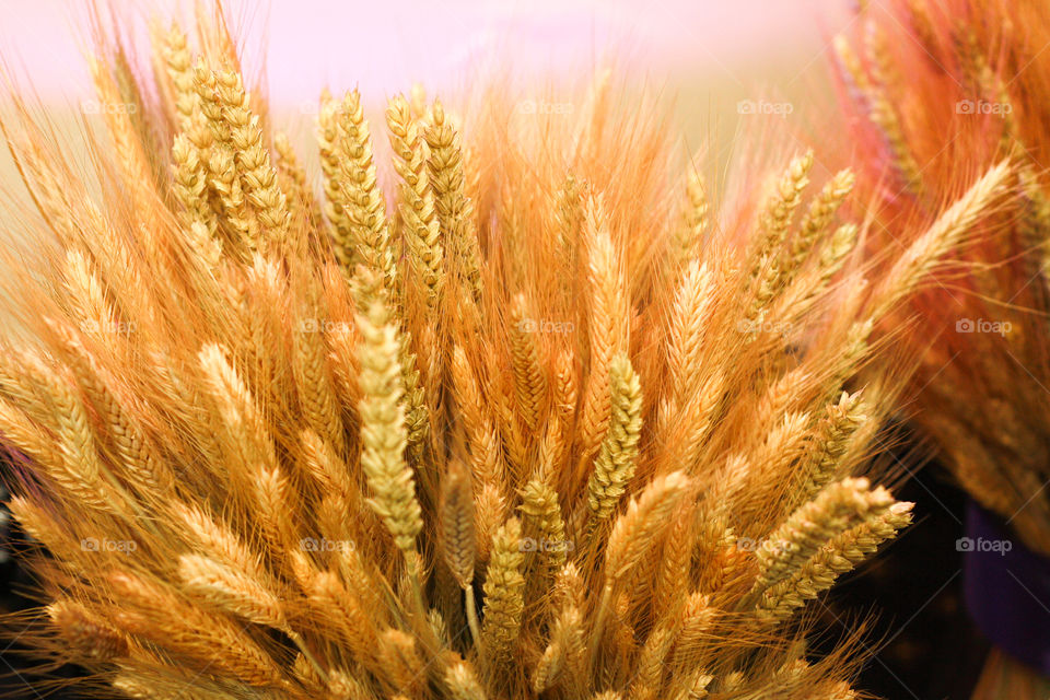 Bouquets of wheat at an event