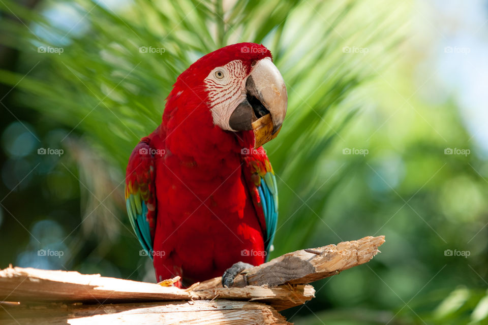 Red macaw