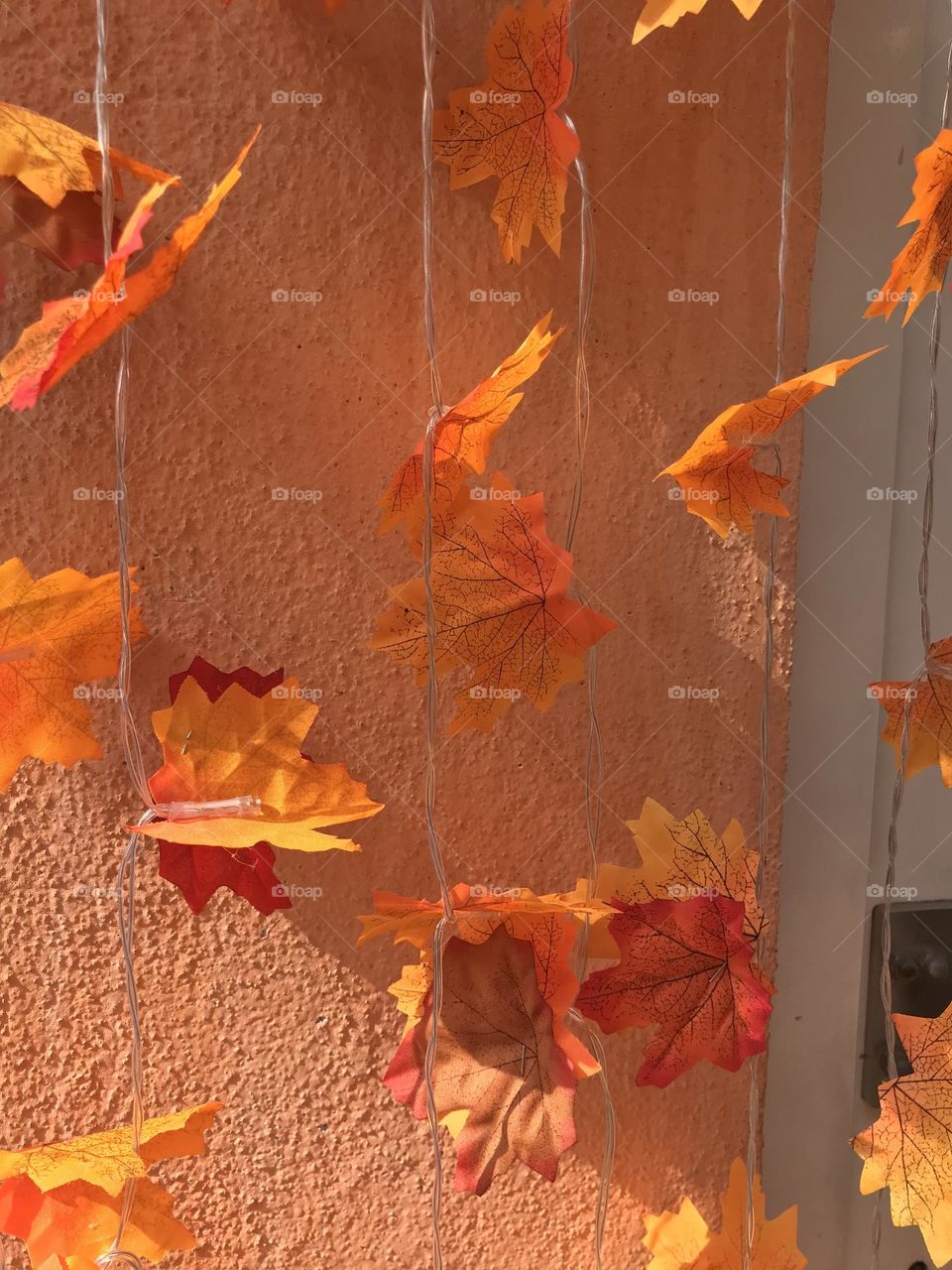 autumn time, autumn colors, falling leaves