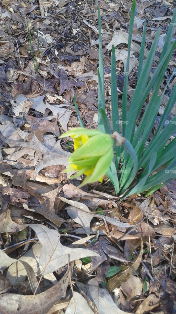 Daffodil in Bloom #3