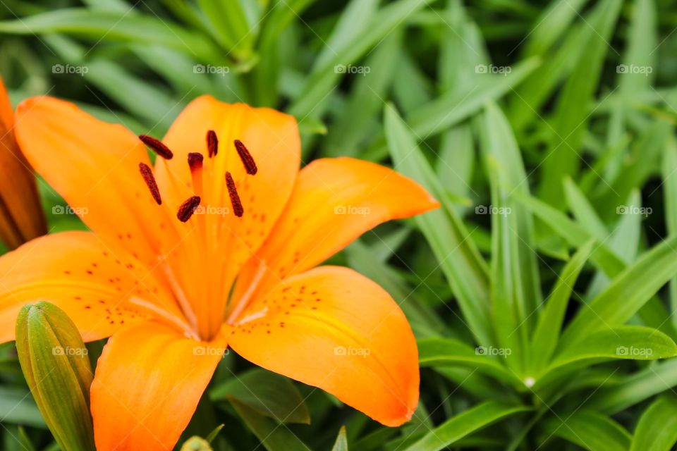 Close-up of a flower