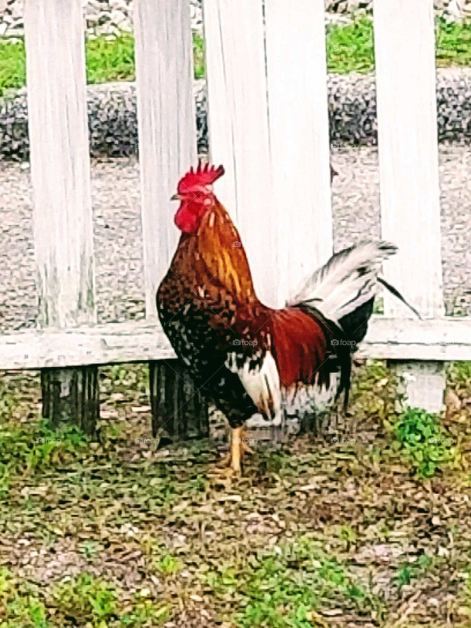 Rooster