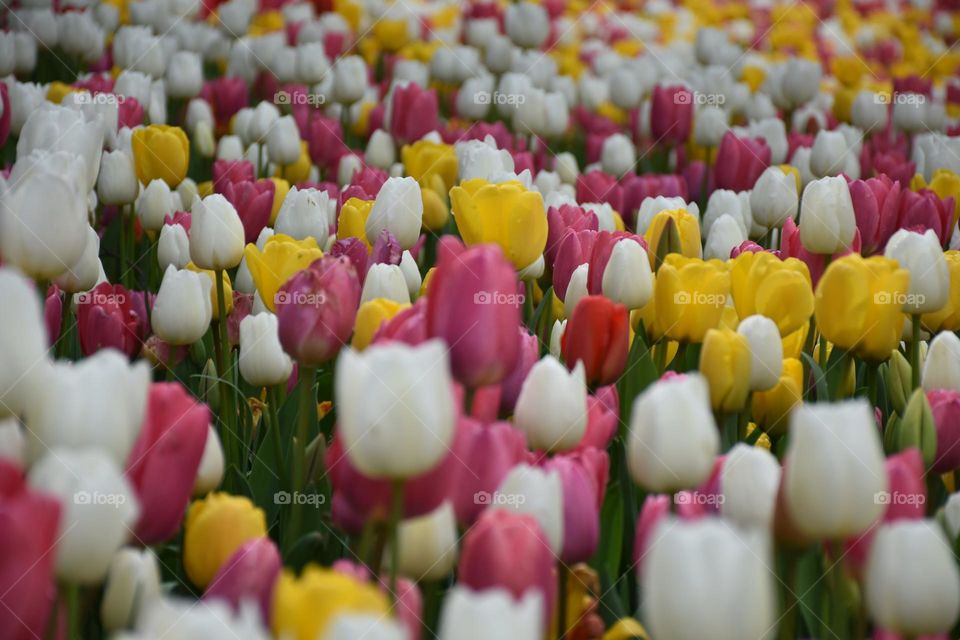 tulips