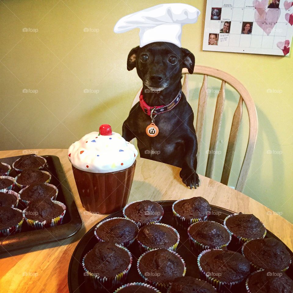 Another day in my bakery, any one up for some chocolate muffins? 