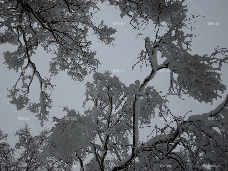 The Sky is the limit. The burden of snow
