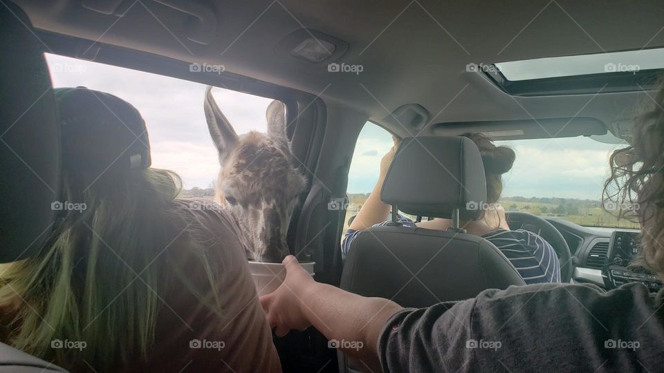 Baby giraffe hand fed