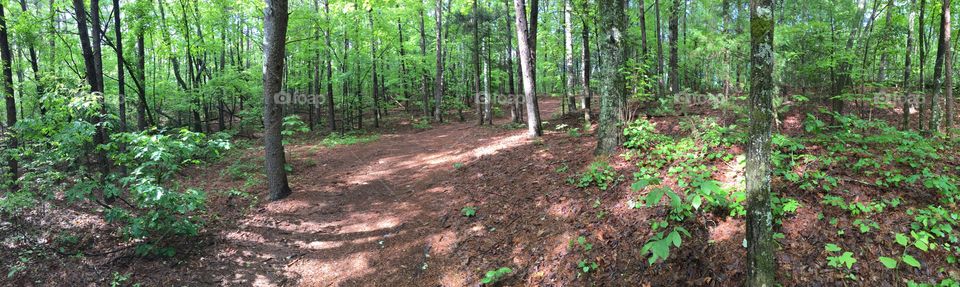 Panoramic Forest