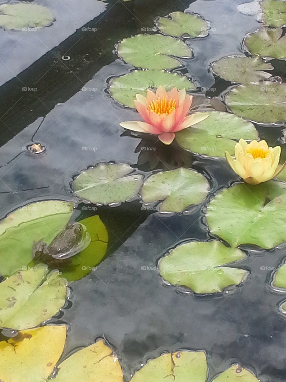frog on lily pad