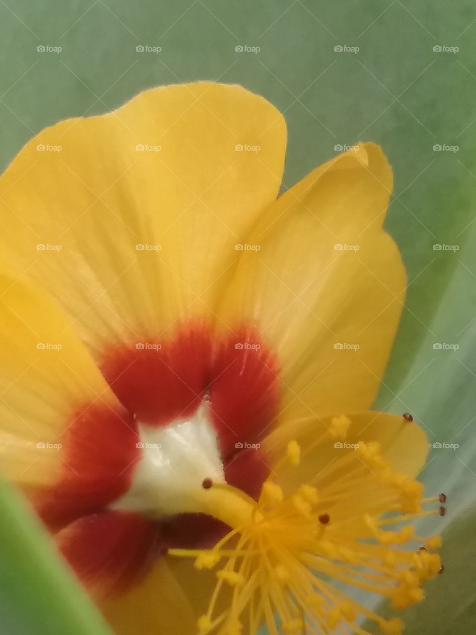 No Person, Flower, Nature, Easter, Flora