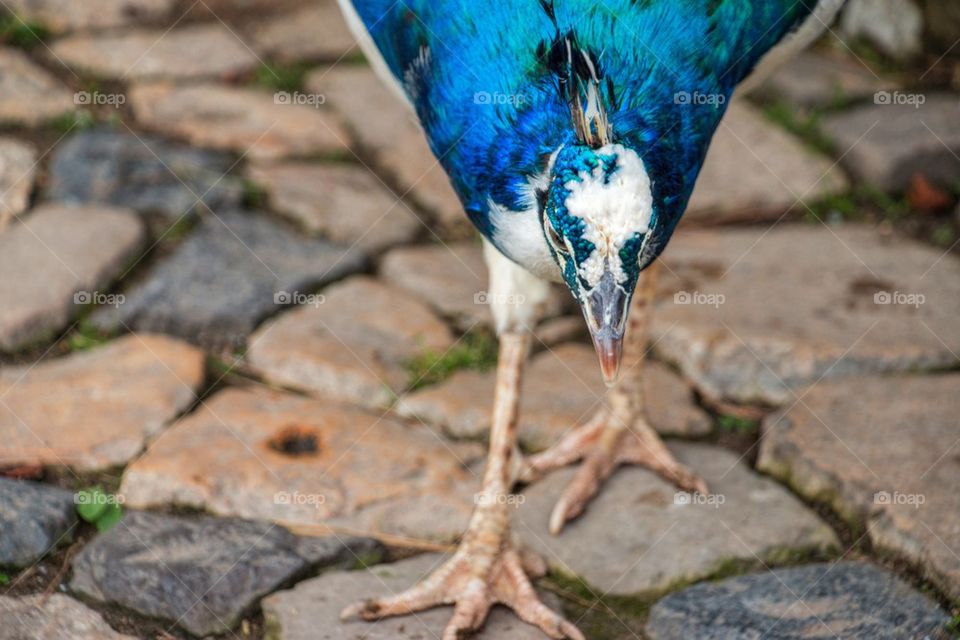 Close up on a peacock 