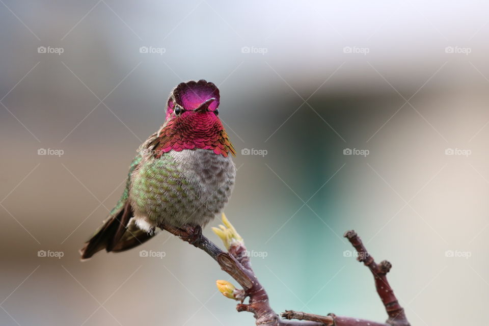 Hummingbird perching on a naked branch with buds just starting to show up in early spring 