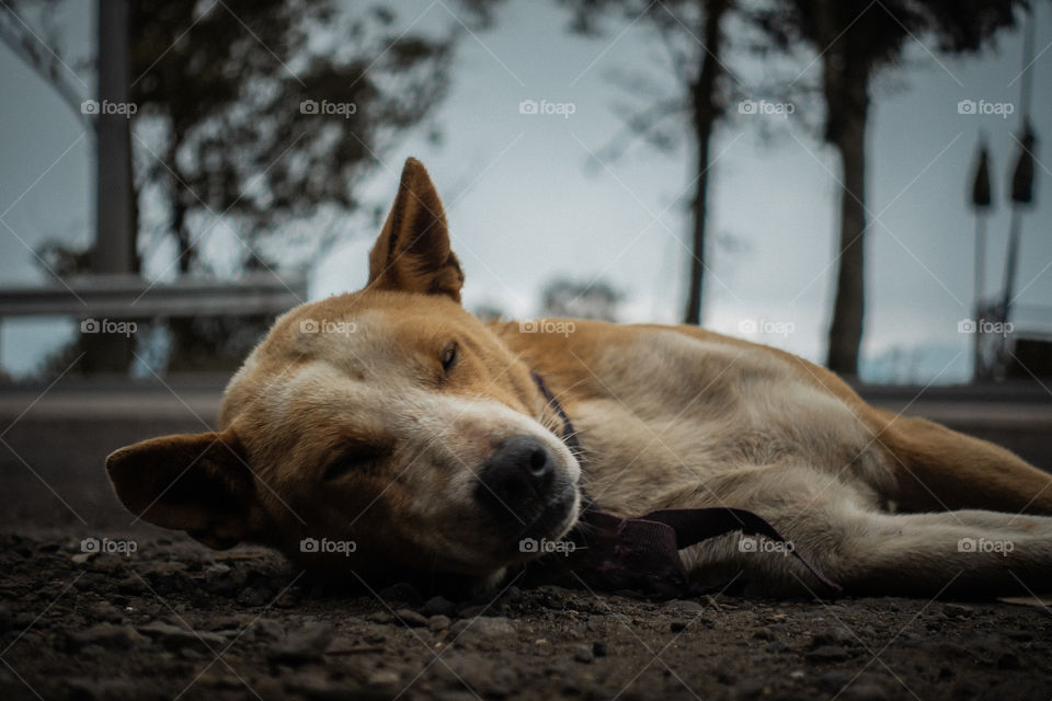 sleeping dog in bali