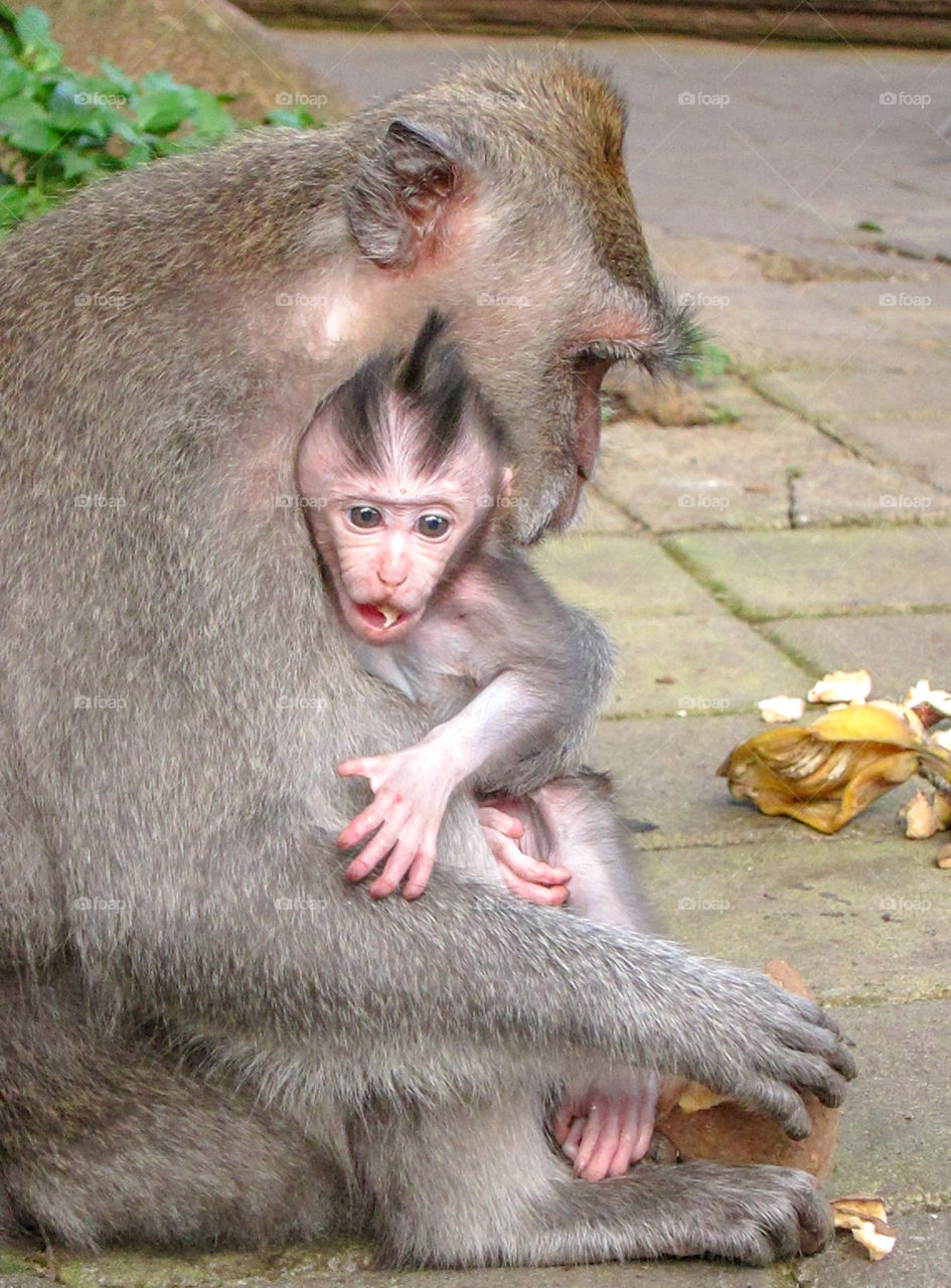 Close-up of monkey with her baby