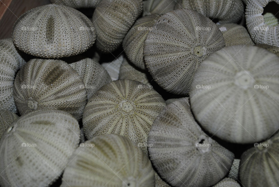 mallorca shells patterns søpindsvin by salsa