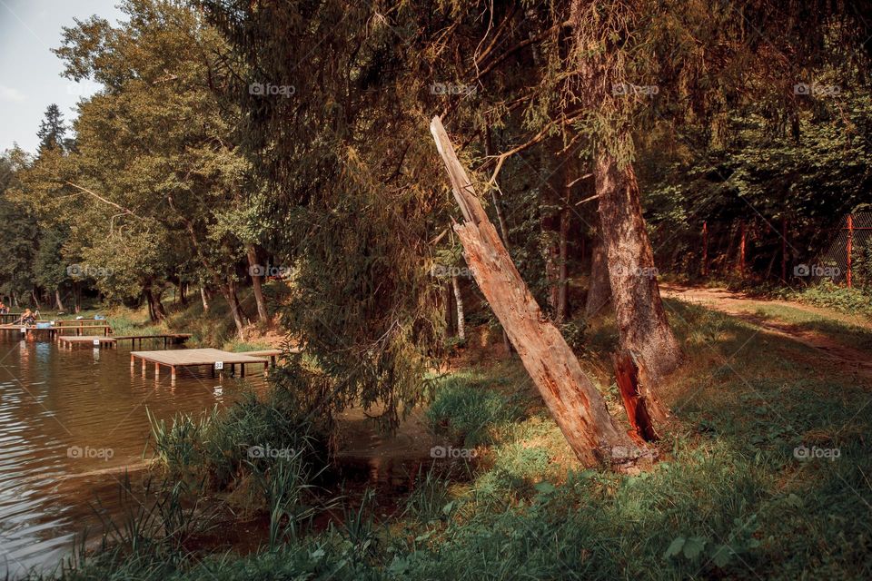 Summer landscape with pond