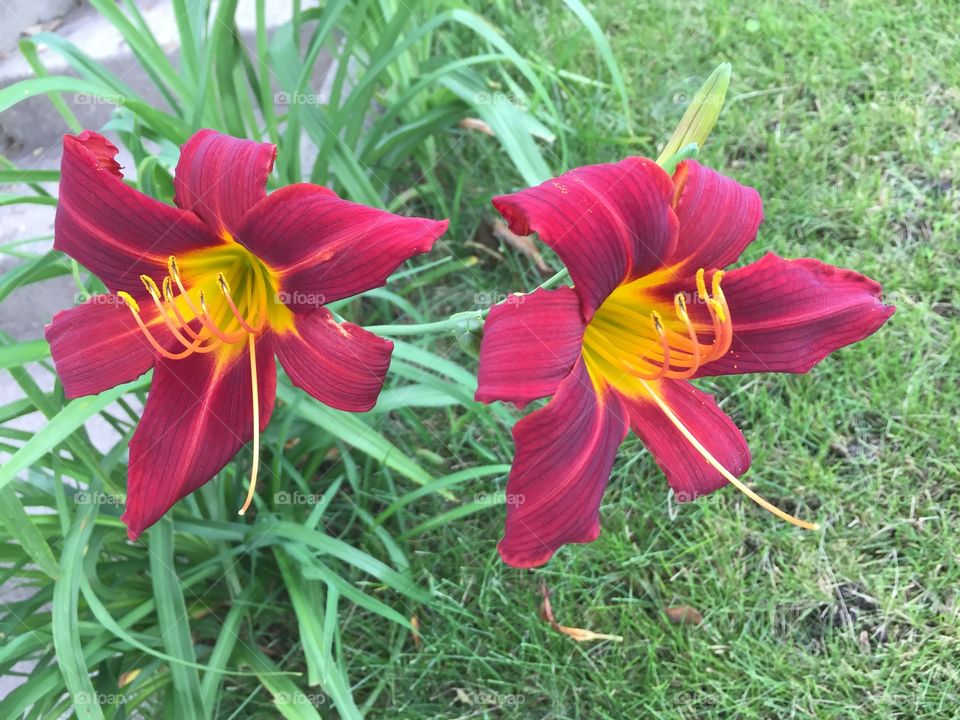 Asiatic Lilly in bloom 