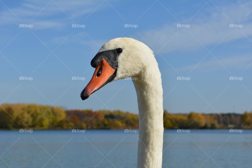 urban birds swan beautiful portrait on a city lake