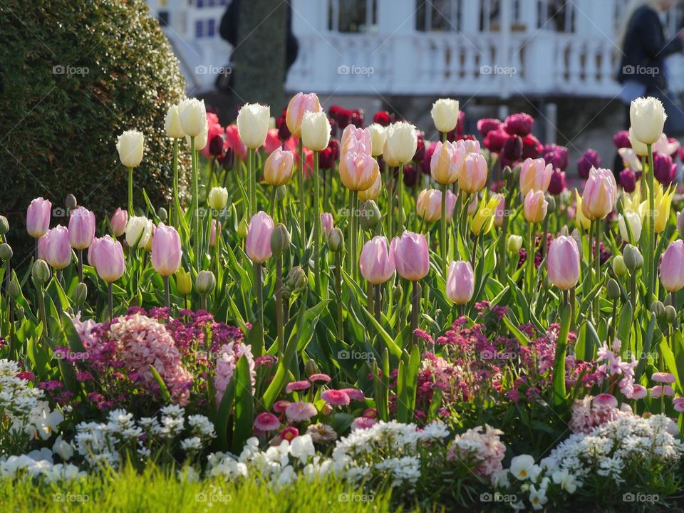 Spring flowers in city park