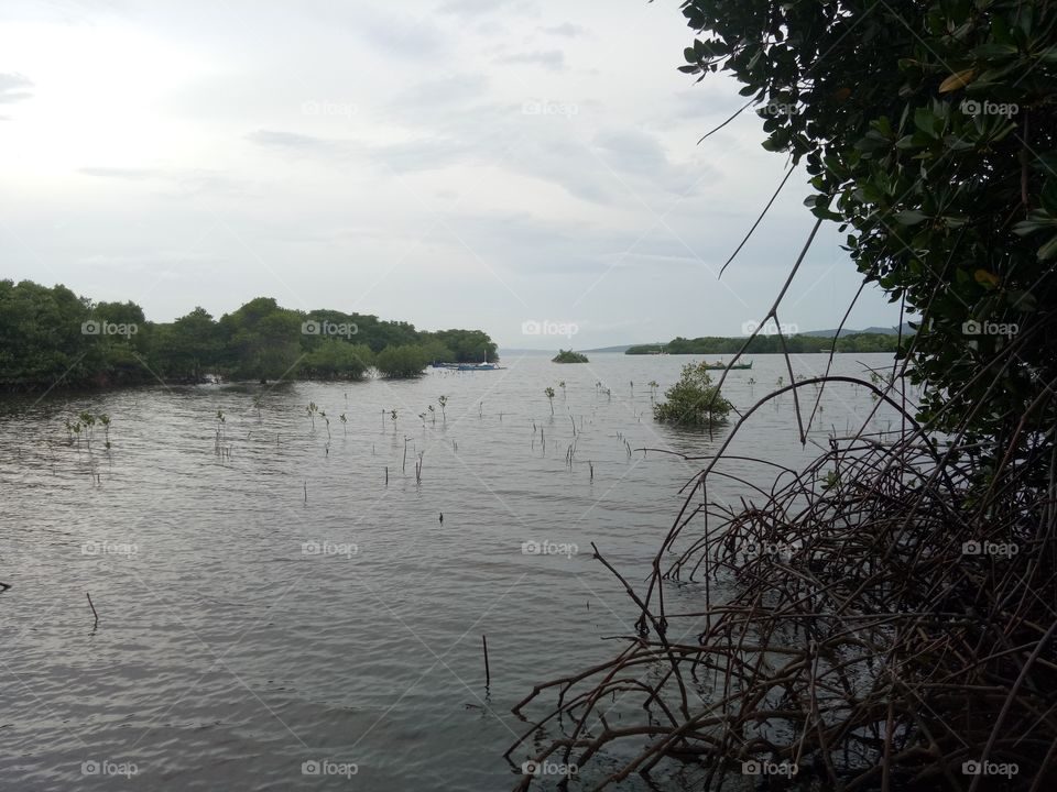 mangrove bali