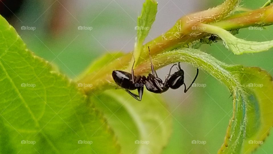 Ant on a branch