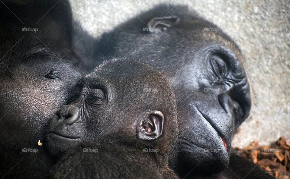 Baby chimpanzee sleeping at his mother's chest