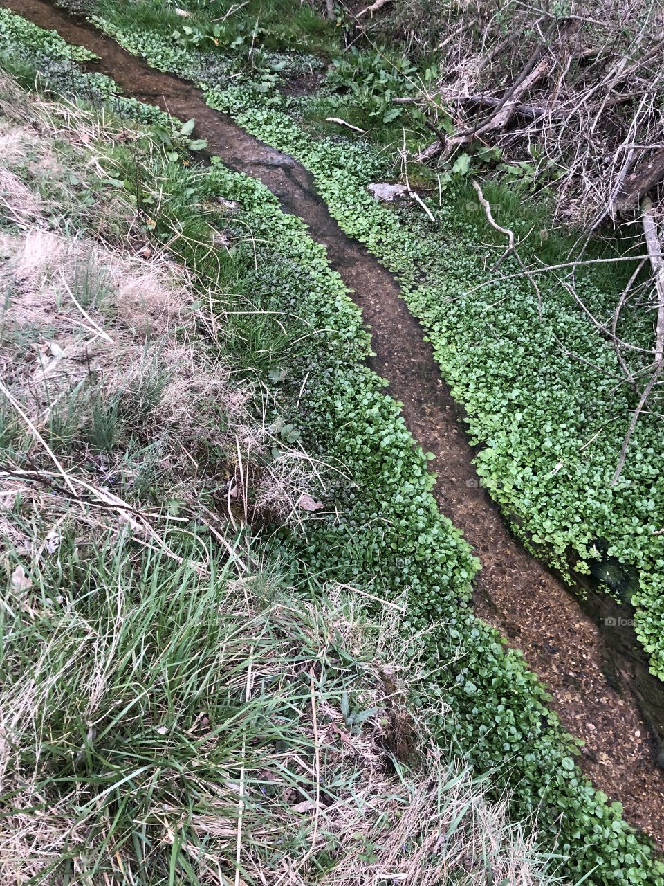 Small Stream green grass moss ground over 