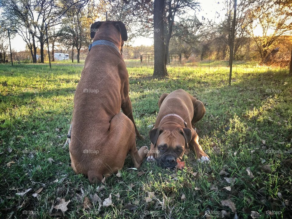 Boxer dog brothers in the fall grass 