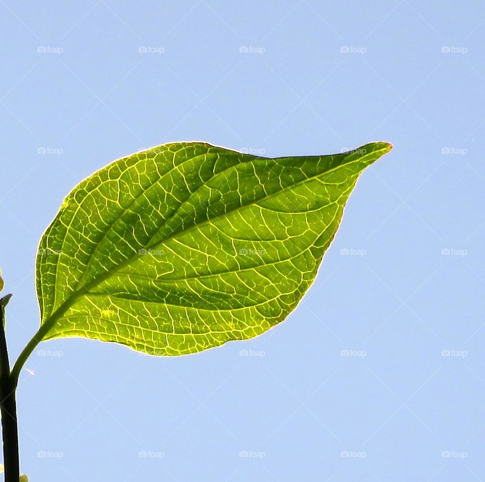 translucent leaf