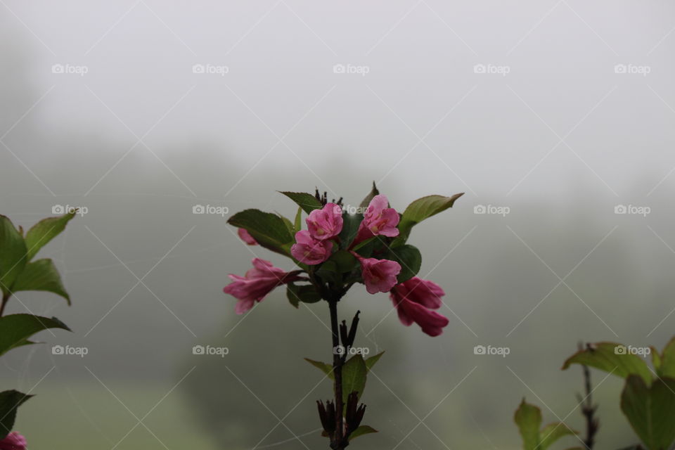 The plants beauty and blooms radiate even on a cloudy, foggy, misty morning